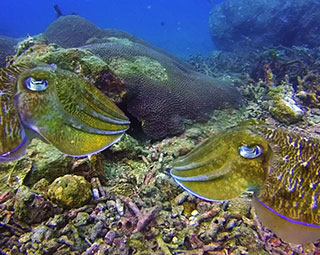 Cuttlefish in Bay 1 Racha Yai55