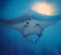 Manta Ray on Koh Bon