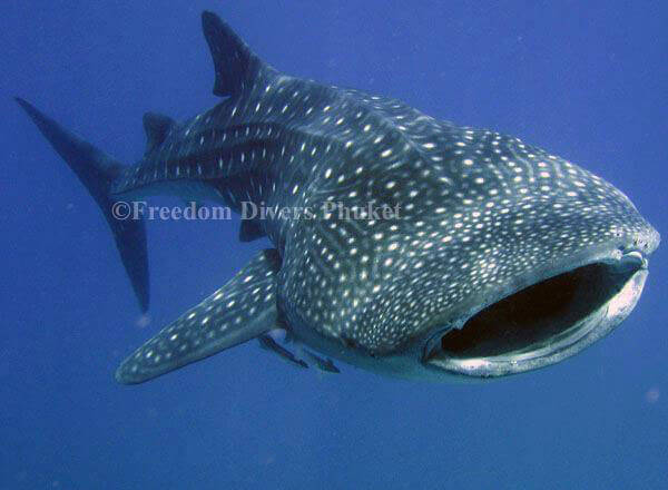 Whale Shark in the Similan Islands