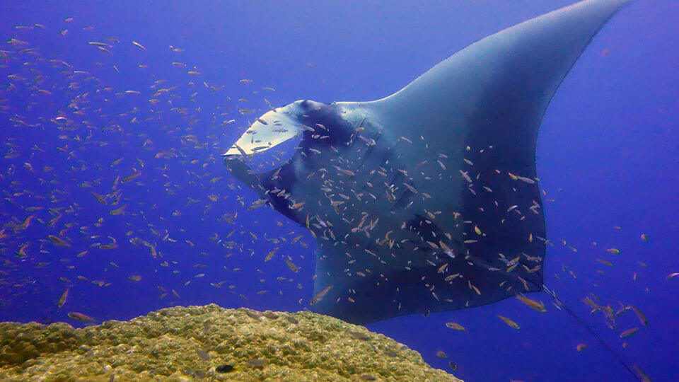 Same Dive, 1 Whale Shark and 1 Manta Ray