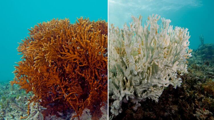 Healthy Coral Vs Bleached Coral Effects Of Suncream With Oxybenzone